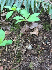Lysimachia latifolia