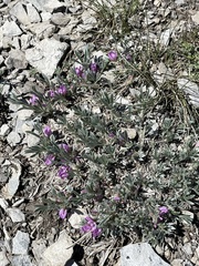 Astragalus tridactylicus