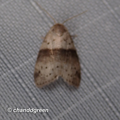 Stictane rectilinea chinesica