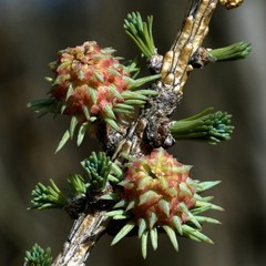 Larix sibirica