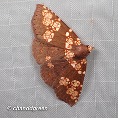 Saroba pustulifera