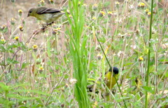 Spinus psaltria