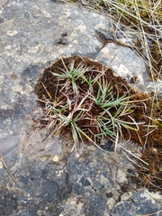 Carex panicea