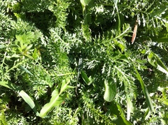 Achillea millefolium