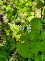Alliaria petiolata