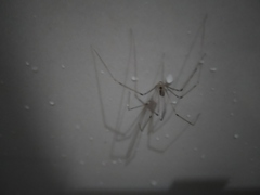 Smeringopus natalensis