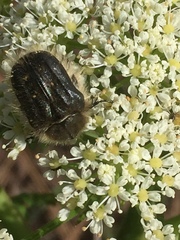 Tropinota squalida canariensis