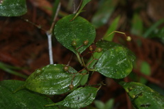 Miconia ecuadorensis