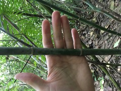 Chamaedorea pochutlensis