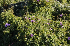 Ipomoea cairica cairica