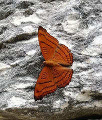 Pseudergolis wedah
