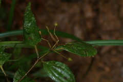 Miconia ecuadorensis