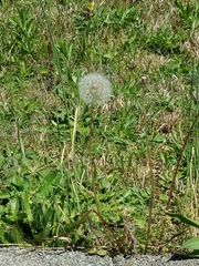 Taraxacum erythrospermum