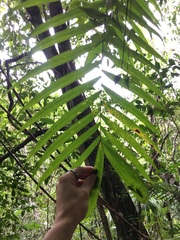 Chamaedorea pochutlensis