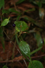 Miconia ecuadorensis