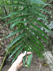 Chamaedorea pochutlensis