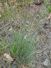 Festuca filiformis