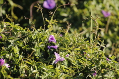 Ipomoea cairica cairica