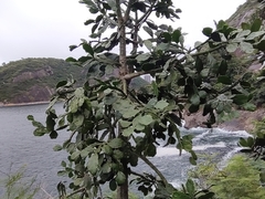Brasiliopuntia brasiliensis