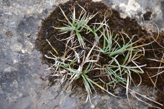 Carex panicea