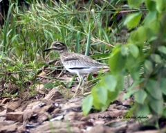 Burhinus senegalensis