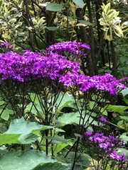 Pericallis