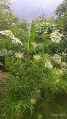 Sambucus australis
