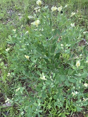 Baptisia nuttalliana