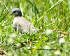 Turtur abyssinicus
