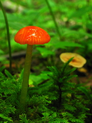Hygrocybe minutula