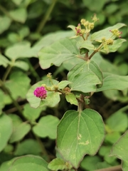 Boerhavia coccinea