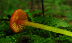 Hygrocybe minutula