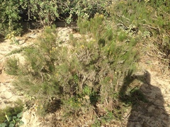 Xylothamia diffusa