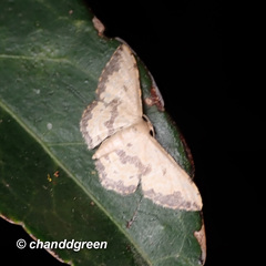 Idaea phaeocrossa