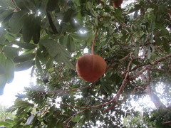Magonia pubescens