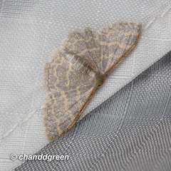 Lophophleps triangularis