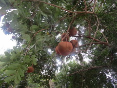 Magonia pubescens