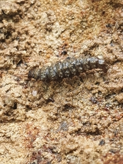 Osmylidae