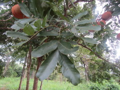 Magonia pubescens