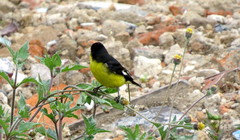 Spinus psaltria