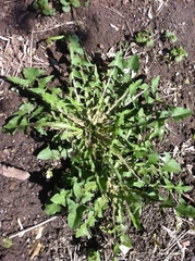 Taraxacum officinale