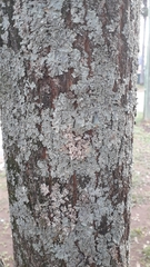 Fungi