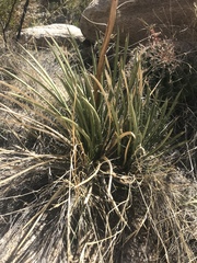 Agave schottii schottii
