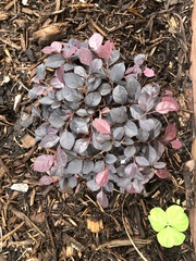 Loropetalum
