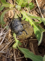 Gymnopleurus flagellatus