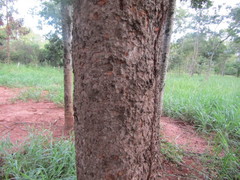 Magonia pubescens
