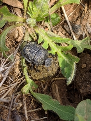 Gymnopleurus flagellatus