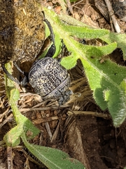 Gymnopleurus flagellatus