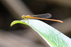 Ceriagrion glabrum