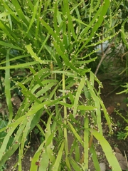 Muehlenbeckia platyclada